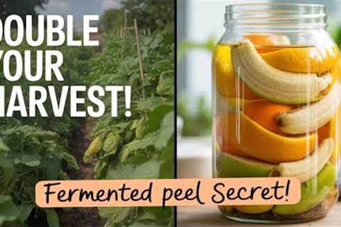 The Hidden Gardener's Trick  Double Your Harvest with This One Simple Fermented Fruit Peel Hack!