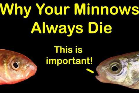 How to Keep Bait Minnows Alive at Home &amp; 6 Reasons They Die