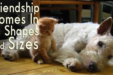 Adorable Animal Friendships