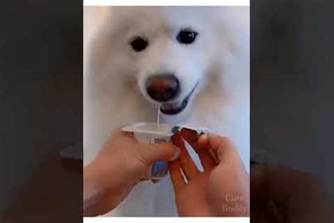 Cute Dog Video | cute and funny dog |cute animal video in USA