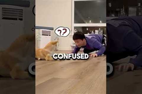 Puppy Learns New Tricks 🐾 #shorts
