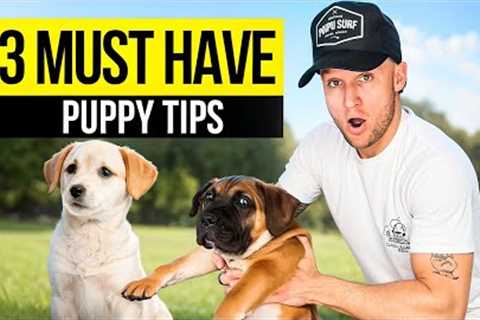 Puppy TRAINING - The FIRST 3 Things To Teach Any Puppy!
