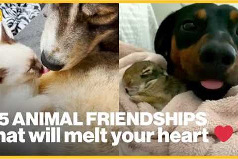 35 adorable animal friendships you have to see to believe | GMA