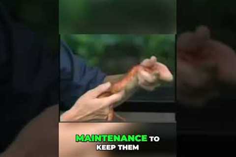 Discover the Secrets of Feeding Pet Snakes