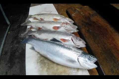 Fall Trout Fishing from the Bank with Powerbait (Lake Amador)