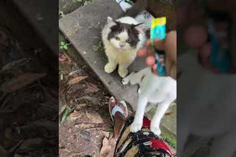 How to train your cats || Kitten Training Video #cat #babyanimal #kitten