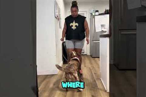 How to Teach Your Dog Kitchen Boundaries (Fast &amp; Calm Training Tip)