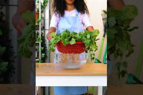 Easy gardening hacks for beginners! 🌿