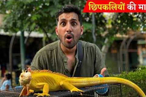 Indonesia's SHOCKING Exotic Animal Market!! Iguana, Snakes, Bats and More!