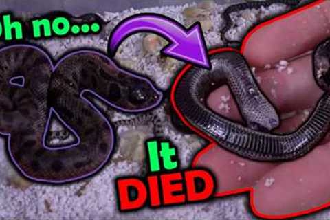 Black Hognose Snakes Hatching!