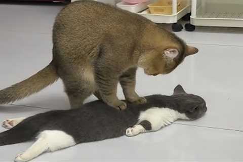 Cats Being Weird