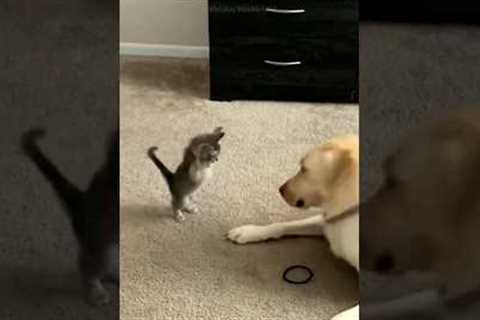 The Very Best of Cat Comedy