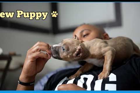 New puppy What should we name her?