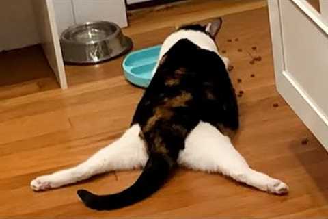 The Most DRAMATIC Cats Act Like Comedians 😂 Best Funny Cats Videos 2025
