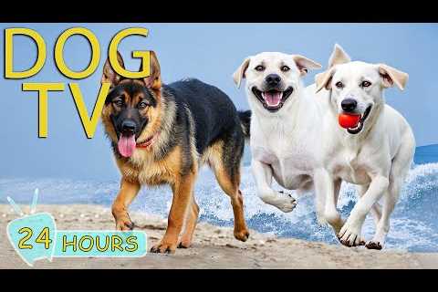 DOG TV: Best Videos Entertain for Dogs to Watch When Home Alone All Day - Anti-Stress Music for Dogs