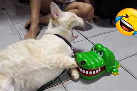 277 Hilarious Cats and Dogs Moments 2025😼🐶Try Not To Laugh😜