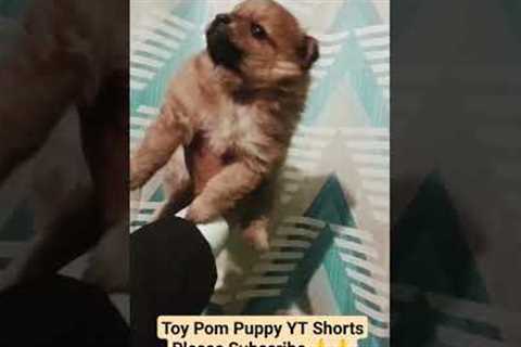 10 Tips for Training Your Toy Pom Puppy YouTube Shorts #shorts #viral #trending #doglover #dog #dogs