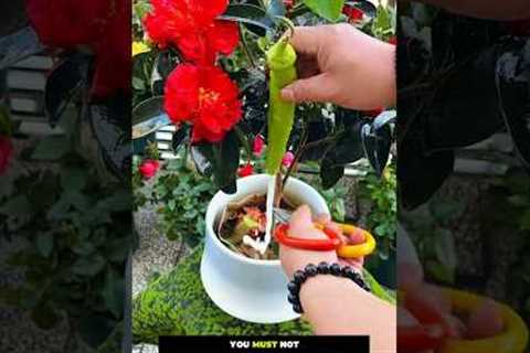 Best Flower Care Tips! 🌸🍌🍊 Natural Hacks for Healthy Plants 🌿||#gardening #flowers #shorts..