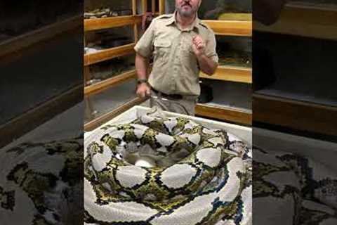 Giant SNAKE Giant BITE!