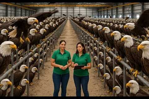 Eagle Mega Factory – The Full Process Behind Modern Eagle Farming