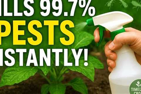 This Homemade Spray KILLS 99 7% of Garden Pests Instantly! Aphids, Ants, Whiteflies &amp; Mealybugs ..