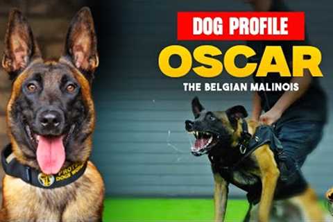 Oscar The Belgian Malinois - Family Protection Dog