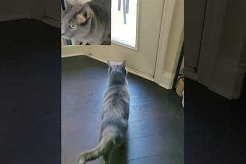 cats doing tricks cats doing funny things cat training video #shorts #youtubeshorts #yt #cattricks