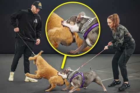 Dog Trainer vs Biting Dog from HELL!