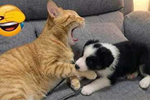 Silliest CATS on Earth Act Like Comedians 😂 Funny Cat Videos 2025