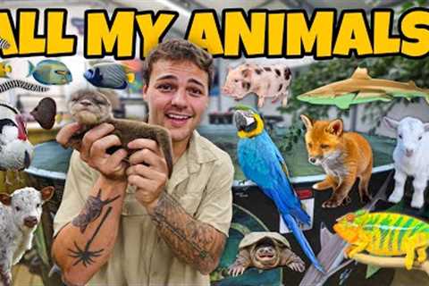 ALL of My EXOTIC ANIMALS in ONE video!!