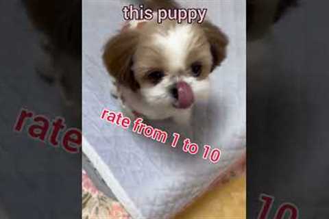 A cute puppy #shorts #funny #animals #cutedog #puppy #training #viral