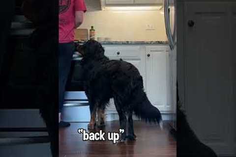 3 Useful Tricks I Taught My Dog 🤓 #dogtricks #dogtraining #dogtrick #bernesemountaindog