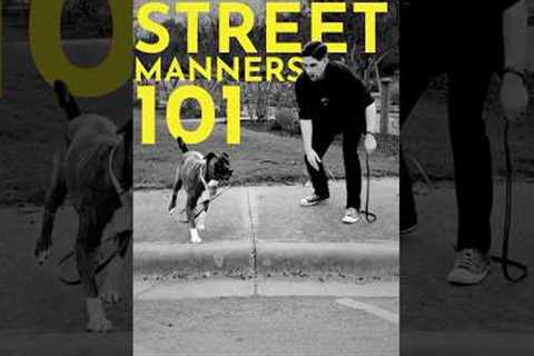 How to teach your dog not to enter the street without your permission.  #dogtraining #puppytraining