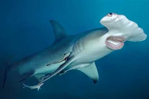 4 weeks in Maldives Dive Liveaboard!