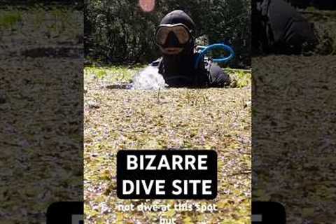 How to go Scuba Diving at Manatee Springs State Park 🤿 👌#scubadiving #divetravel #floridasprings