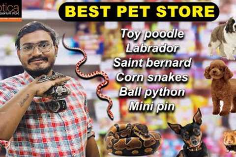 Hyderabads best pet store || exotic pets || ball Pyhtons|| toy poodle||  mini pin ||Telugu vlogs||