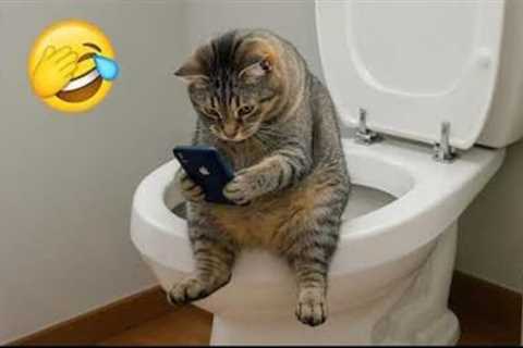 Best Funny cat Videos 🤣😹🤪