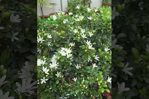 gardening ideas for home 🏡