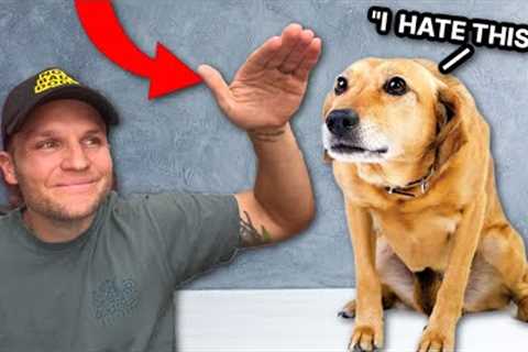 7 Ways You’re Hurting Your Dog Without Realizing!