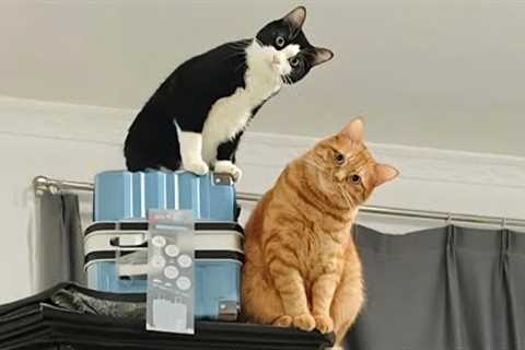 You Laugh, You Lose! 🤣 Funny Cat Videos 2025 😹 Part 37