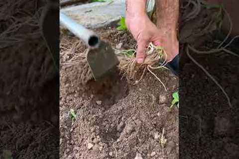 ​​Vegetable Gardening HACKS for Beginners!​​ 🥕✨