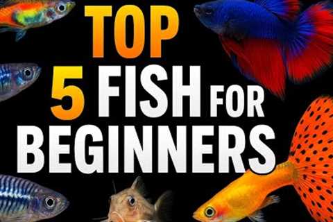 Top 5 BEGINNER Fish You Should Start (Easy & Low-Maintenance)