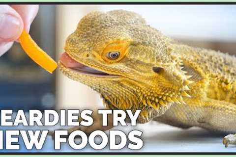 Bearded Dragons Tasting & Reviewing New Foods!