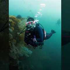 Scuba Diving in Japan! Hours outside of Tokyo!