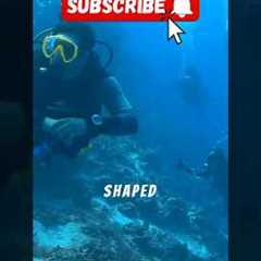 Divers Found a Staircase Under the Ocean…