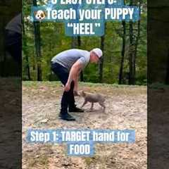 3 EASY STEPS: 🐶TEACH your PUPPY “HEEL”