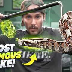The MOST VENOMOUS Snake I have!🥵