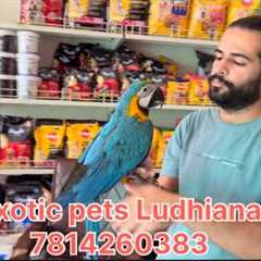 Exotic pets Ludhiana || PETSHOP LUDHIANA || Full accessories , DOGS,CATS ￼ and EXOTIC ENIMAL 