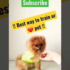 Shake hand puppy training | How to train dog #shorts #pets #puppy #dog #ytshorts #ytshort #viral