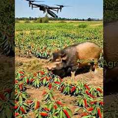 Drone to kill harmful pigs in the field. 3 #farming #agriculturetechnology #agriculture